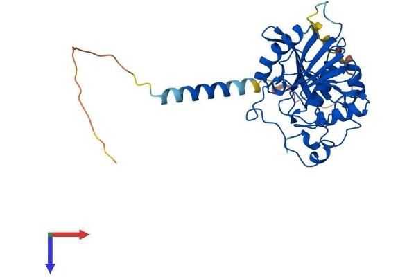 B4GALT7 Protein (AA 1-327) (His tag)