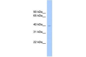 WB Suggested Anti-ELAVL2 Antibody Titration: 0. (ELAVL2 Antikörper  (N-Term))