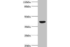 Western blot All lanes: NDRG2 antibody at 4. (NDRG2 Antikörper  (AA 152-371))