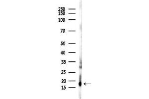 Western blot analysis of lysates from Mouse lung, using FUNDC1 antibody at 1/1000 dilution.