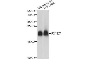 Western blot analysis of extracts of various cell lines, using FXYD7 antibody. (FXYD7 Antikörper)
