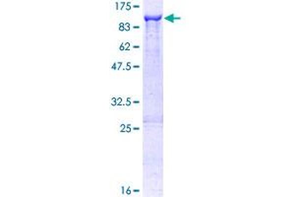 NLN Protein (AA 1-704) (GST tag)