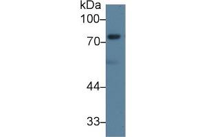 Western blot analysis of Mouse 3T3-L1 cell lysate, using Human DVL2 Antibody (1 µg/ml) and HRP-conjugated Goat Anti-Rabbit antibody ( (DVL2 Antikörper  (AA 78-250))