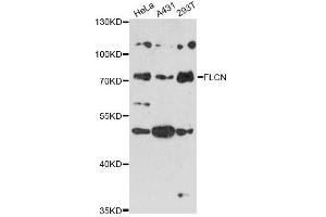 Western blot analysis of extracts of various cell lines, using FLCN antibody (ABIN6294212) at 1:3000 dilution. (FLCN Antikörper)