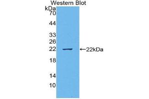 Western Blotting (WB) image for anti-TNF Like Ligand 1A (AA 70-230) antibody (ABIN1980542) (TNF Like Ligand 1A (AA 70-230) Antikörper)