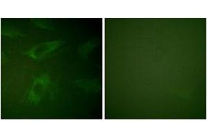 Immunofluorescence (IF) image for anti-Rabphilin 3A (RPH3A) (AA 203-252) antibody (ABIN2888698) (RPH3A Antikörper  (AA 203-252))