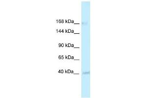 Western Blot showing RGD1563533 antibody used at a concentration of 1. (CASZ1 Antikörper  (Middle Region))