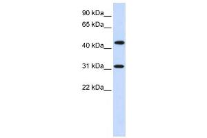 Western Blotting (WB) image for anti-Zinc Finger Protein 684 (ZNF684) antibody (ABIN2458119) (ZNF684 Antikörper)