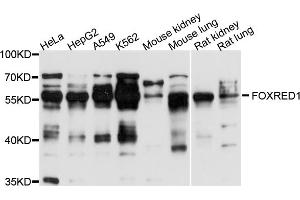 Western blot analysis of extracts of various cell lines, using FOXRED1 antibody (ABIN4903700) at 1:1000 dilution. (FOXRED1 Antikörper)