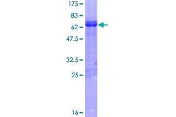 ARFIP2 Protein (AA 1-341) (GST tag)