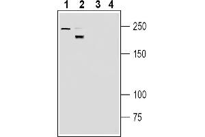 Western blot analysis of mouse brain membranes (lanes 1 and 3) and rat spleen membranes (lanes 2 and 4):1-2. (Neogenin 1 (NEO1) Peptid)