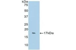 Detection of Recombinant RNASE7, Human using Polyclonal Antibody to Ribonuclease A7 (RNASE7) (RNASE7 Antikörper  (AA 31-155))
