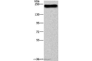 Western blot analysis of NIH/3T3 cell, using BRD4 Polyclonal Antibody at dilution of 1:500 (BRD4 Antikörper)