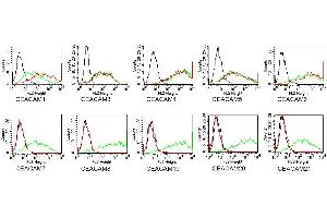 BOSC cells were transiently transfected with expression vectors containing either the cDNA of CEACAM1, CEACAM3- CEACAM8 or CEACAM19-21. (CD66acde Antikörper)