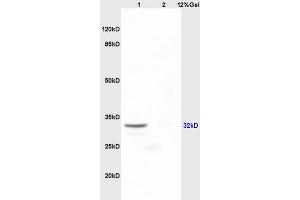 Lane 1: mouse embryo lysates Lane 2: mouse lung lysates probed with Anti SOX2 Polyclonal Antibody, Unconjugated (ABIN669621) at 1:200 in 4 °C. (SOX2 Antikörper  (AA 227-317))