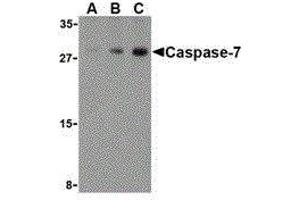 Western Blotting (WB) image for anti-Caspase 7, Apoptosis-Related Cysteine Peptidase (CASP7) (C-Term) antibody (ABIN2477917) (Caspase 7 Antikörper  (C-Term))