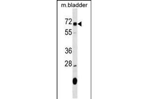 Western blot analysis in mouse bladder tissue lysates (35ug/lane). (OSGIN1 Antikörper  (C-Term))