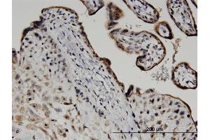 Immunoperoxidase of monoclonal antibody to ATF6 on formalin-fixed paraffin-embedded human placenta. (ATF6 Antikörper  (AA 91-193))