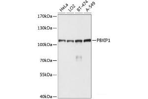 Western blot analysis of extracts of various cell lines using PBXIP1 Polyclonal Antibody at dilution of 1:1000. (PBXIP1 Antikörper)