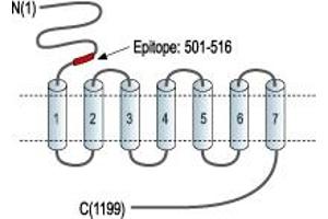 Representative domain view of the target of ABIN7885059.