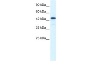 Western Blotting (WB) image for anti-REST Corepressor 3 (RCOR3) antibody (ABIN2460872) (RCOR3 Antikörper)
