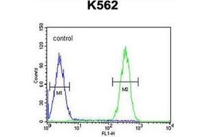 Flow cytometric analysis of K562 cells using FBXW12 Antibody (C-term) Cat. (FBXW12 Antikörper  (C-Term))
