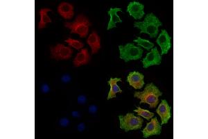 ABIN6262013 and ABIN6277958 staining HepG2 cells by IF/ICC.