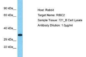 Host: Rabbit Target Name: RIBC2 Sample Tissue: Human 721_B Whole Cell Antibody Dilution: 1ug/ml (RIBC2 Antikörper  (Middle Region))