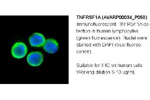 Image no. 2 for anti-Tumor Necrosis Factor Receptor Superfamily, Member 1A (TNFRSF1A) (N-Term) antibody (ABIN2792105) (TNFRSF1A Antikörper  (N-Term))
