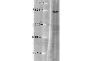 Western Blot analysis of hamster T-CHO cell lysate showing detection of KCNQ1 protein using Mouse Anti-KCNQ1 Monoclonal Antibody, Clone S37A-10 . (KCNQ1 Antikörper  (AA 2-101) (Atto 390))