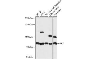 Western blot analysis of extracts of various cell lines, using  antibody (ABIN7265471) at 1:1000 dilution. (Adenylate Kinase 7 Antikörper  (AA 1-200))