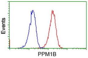 Image no. 2 for anti-Protein Phosphatase, Mg2+/Mn2+ Dependent, 1B (PPM1B) antibody (ABIN1500375) (PPM1B Antikörper)
