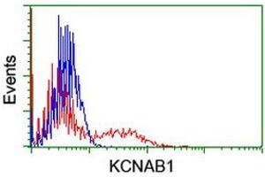 HEK293T cells transfected with either RC207384 overexpress plasmid (Red) or empty vector control plasmid (Blue) were immunostained by anti-KCNAB1 antibody (ABIN2455317), and then analyzed by flow cytometry. (KCNAB1 Antikörper)