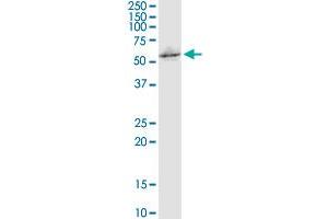 C16orf35 monoclonal antibody (M02), clone 4E6. (Mare/Nprl3/C16orf35 Antikörper  (AA 470-568))