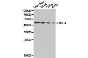 Western Blotting (WB) image for anti-Bone Morphogenetic Protein 4 (BMP4) antibody (ABIN1871318) (BMP4 Antikörper)