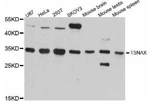Western blot analysis of extracts of various cell lines, using TSNAX antibody (ABIN5999114) at 1:3000 dilution. (TSNAX Antikörper)
