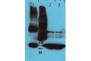 Western Blot of Rabbit Anti-AGAP4 Antibody. (AGAP4 Antikörper)