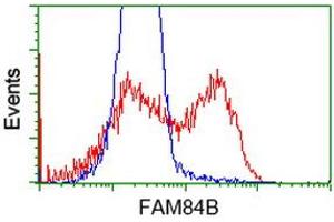 HEK293T cells transfected with either RC207996 overexpress plasmid (Red) or empty vector control plasmid (Blue) were immunostained by anti-FAM84B antibody (ABIN2453029), and then analyzed by flow cytometry. (FAM84B Antikörper)
