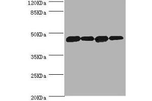 Western blot All lanes: DNAJA2 antibody at 3. (DNAJA2 Antikörper  (AA 233-412))