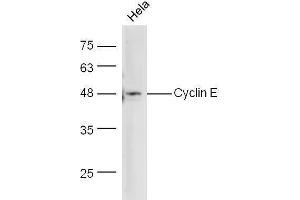 Hela cells lysate probed with Anti-Cyclin E Polyclonal Antibody  at 1:5000 90min in 37˚C. (Cyclin E1 Antikörper  (AA 375-411))