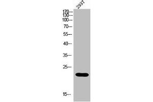 Western blot analysis of 293 using MRP-L35 antibody. (MRPL35 Antikörper  (Internal Region))