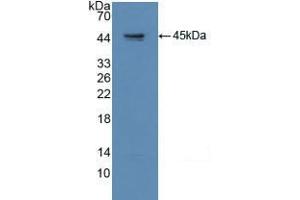 Western blot analysis of recombinant Human GAP43. (GAP43 Antikörper  (AA 1-274))