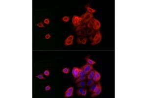 Immunofluorescence (IF) image for anti-Optic Atrophy 1 (Autosomal Dominant) (OPA1) (AA 661-960) antibody (ABIN6145031)