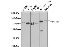 Western blot analysis of extracts of various cell lines, using INTS10 antibody (ABIN6129779, ABIN6142485, ABIN6142487 and ABIN6222325) at 1:1000 dilution. (INTS10 Antikörper  (AA 451-710))