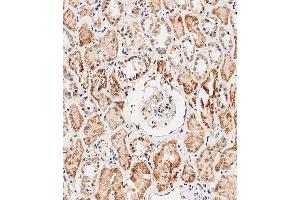 Immunohistochemical analysis of E on paraffin-embedded human kidney tissue was performed on the Leica®BOND RXm. (Prohibitin 2 Antikörper  (AA 225-255))