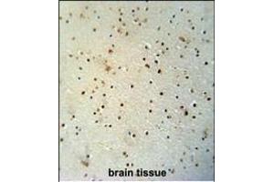 MED25 antibody (N-term) (ABIN654162 and ABIN2844026) immunohistochemistry analysis in formalin fixed and paraffin embedded human brain tissue followed by peroxidase conjugation of the secondary antibody and DAB staining. (MED25 Antikörper  (AA 112-140))