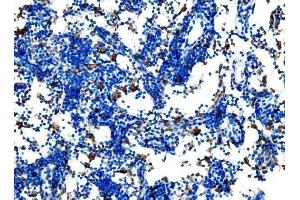 IHC analysis of Cd27 using anti-Cd27 antibody (ABIN7600813). (CD27 Antikörper  (AA 24-187))