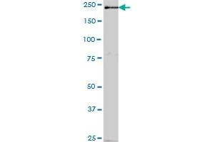 PDZD6 MaxPab polyclonal antibody. (INTU Antikörper  (AA 1-408))