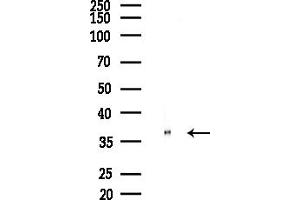 Western blot analysis of lysates from Rat brain, using HOX Antibody at 1/1000 dilution.