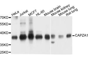 Western blot analysis of extracts of various cell lines, using CAPZA1 antibody. (CAPZA1 Antikörper  (AA 1-286))